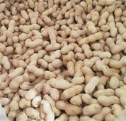 Малък японски печен фъстък с черупки