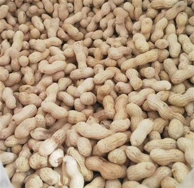 Печен фъстък с черупки в Китай