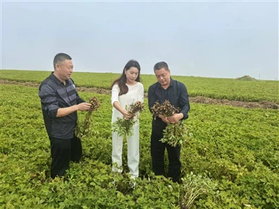 New harvest of peanuts.